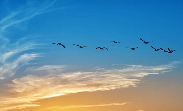 Las Aves Vuelan Través Del Cielo Azul Amarillo Imagen Encarna —  Fotos de Stock