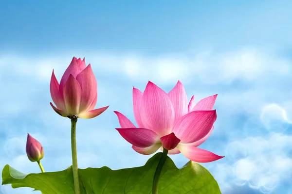 Detailní Záběr Růžové Lotosové Květy Plném Květu Vodní Pozadí Podmanivou — Stock fotografie