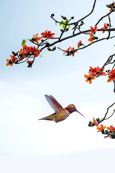 穏やかな淡い空に花を咲かせる枝に囲まれ 空中で繊細に躍動するハチドリ — ストック写真