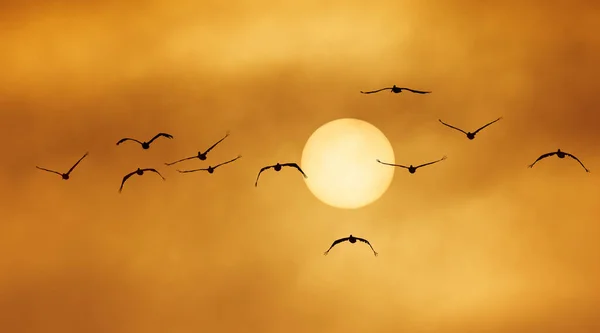 Pelikaner Flyger Graciöst Mot Orange Och Grumlig Himmel Mystisk Dimma — Stockfoto