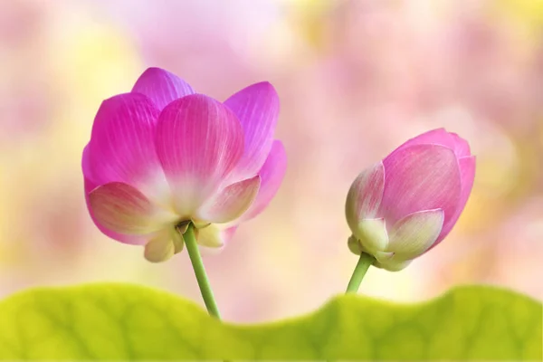 Kvetoucí Lotosové Květy Nebo Lekníny Teplých Slunečných Letních Dnech Ideální — Stock fotografie