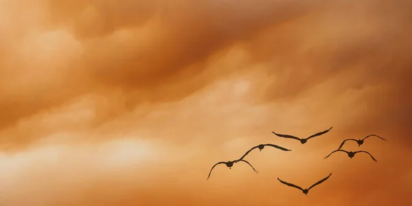 Panoramatický Pohled Ukazuje Fascinující Hejno Ptáků Elegantně Létající Pravém Dolním — Stock fotografie