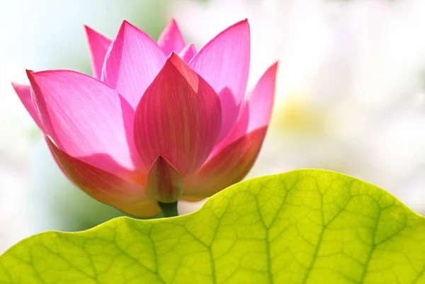 Lotus flower image as spiritual enlightenment, beauty, fertility, purity, prosperity and eternity