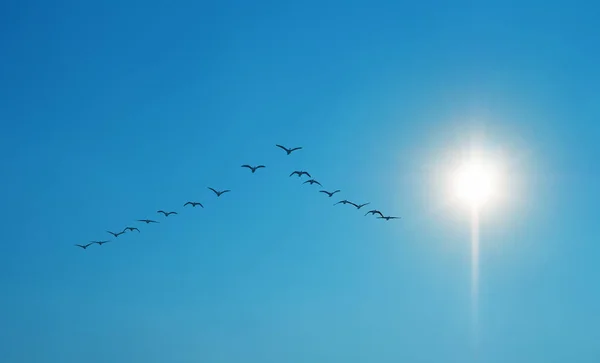 V-shaped flight formation of birds soaring gracefully across a clear sky, with the shining sun as their radiant backdrop