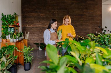 Asyalı kadın çiçekçi dükkanındaki orta yaşlı kadın müşteriye saksıda çiçek yetiştirdiğini gösteriyor. Çiçekçide çiçekçi tezgahında gülümseyen beyaz bir kadın..