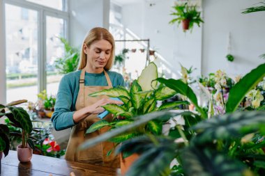 Çiçekçi dükkanında çalışan orta yaşlı kadın iş kadını satılık bitkinin yapraklarını temizliyor, yeşillikte çiçekçi atölyesi yapıyor..