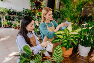 İki kadın, bir dükkan sahibi ve çalışanı uyum içinde ve dostça çalışarak, çiçeklerle dolu bir mağazada ya da atölyede bitki yapraklarını siliyorlar.