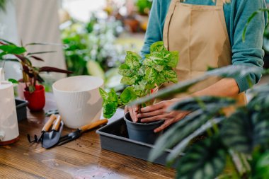 Çiçekçide önlük nakli yapan tanınmayan kadın bahçıvanın yakın plan fotoğrafı. Profesyonel bahçıvan kürekle toprağı toplar ve tencereye döker..