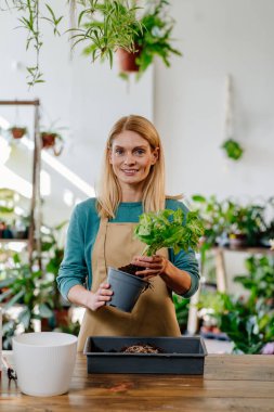 Bir bitkiyi nakletmeyi öğreniyorum. Sarışın Orta yaş Bahçıvanı Canlı Yeşil Yapraklı Bitkiyi Sevgiyle Dolduruyor Modern İç Kesimlerde, Bahçe Mutluluğuna Batmış.