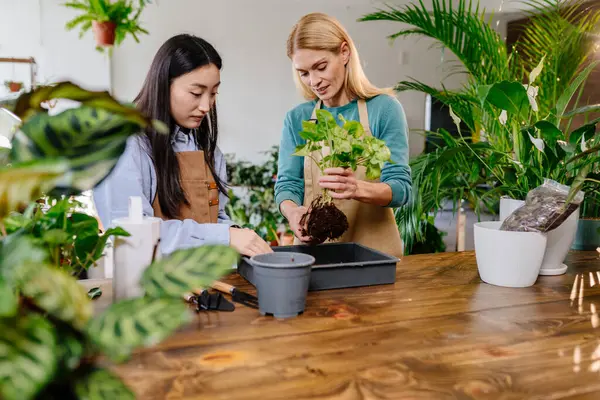 植物生意 两个女人穿着围裙 用水壶 园艺工具 木桌上的新鲜泥土照看着商店里的植物 — 图库照片