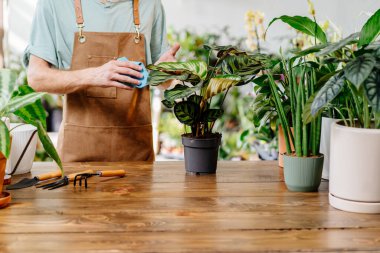 Önlük takan tanınmamış bir adam kapalı alandaki saksı bitkilerinin yapraklarını siliyor. Bitki bakımı ve ev bahçesi kavramı.
