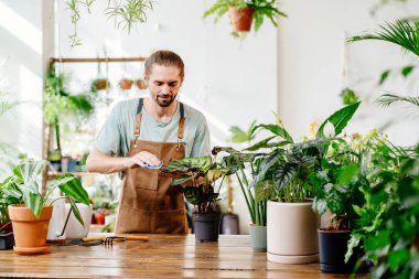Kapalı alandaki güzel saksı bitkilerinin yapraklarını dikkatlice silen adam. Bitki bakımı ve ev bahçesi kavramı. Küçük işletmeciler.