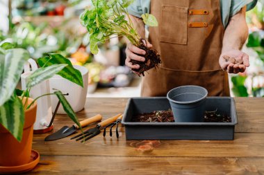 Bitki bakımı ve ev bahçesi kavramı. Tanınmayan erkek ellerinin yakınında saksıdaki ev bitkileri için drenaj var. Tam zamanında bitki dikme, toprak değiştirme.