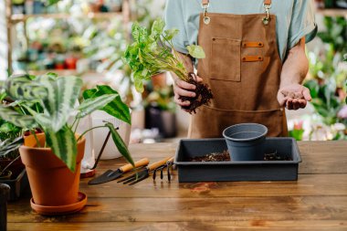 Tanınmayan erkek ellerinin yakınında saksıdaki ev bitkileri için drenaj var. Tam zamanında bitki dikme, toprak değiştirme.