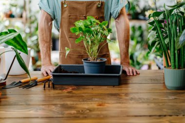 Önlük nakli yapan bahçıvan Amerikalı adam masa üstünde kürek kullanarak kapalı alanda bitki yetiştiriyor. Tam zamanında bitki dikme, toprak değiştirme. Bitki bakımı ve ev bahçesi kavramı.