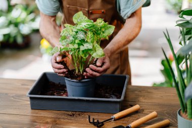 Çiçekçi dükkanına çiçek dikmek için önlük takan, tanınmayacak kadar başarılı erkek ellerine yakından bakın..