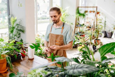 Önlük giyen yakışıklı bahçıvan, kapalı alandaki bitkilerle ilgileniyor, budama makası kullanıyor. Canavarımsı yaprakları olan deneyimli bir çiçekçi bitki saksılarının önünde.