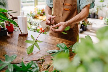 Makas kullanarak insanların ellerini kapat. Monstera 'nın parçalarını hazırla. Ev işleri, bitki severler konsepti..