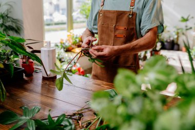 Makas kullanarak insanların ellerini kapat. Monstera 'nın parçalarını hazırla. Ev işleri, bitki severler konsepti..