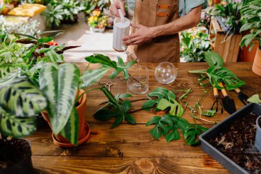 Sakallı genç adamın elleri cam bir vazoya su döker. Canavarımsı yaprakları olan deneyimli bir çiçekçi bitki saksılarının önünde.