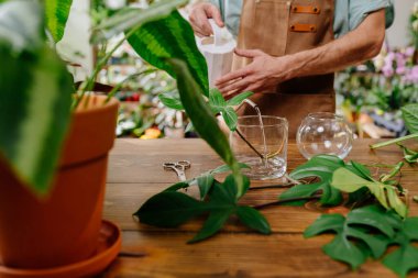 Sakallı genç adamın elleri cam bir vazoya su döker. Canavarımsı yaprakları olan deneyimli bir çiçekçi bitki saksılarının önünde.