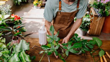 Bahçıvana yakın durun. Kapalı mekan bitkilerini ahşap masaya yerleştirin. Küçük işletme konsepti..