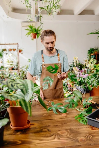 Önlük giyen yakışıklı bahçıvan, kapalı alandaki bitkilerle ilgileniyor, budama makası kullanıyor. Canavarımsı yaprakları olan deneyimli bir çiçekçi bitki saksılarının önünde.