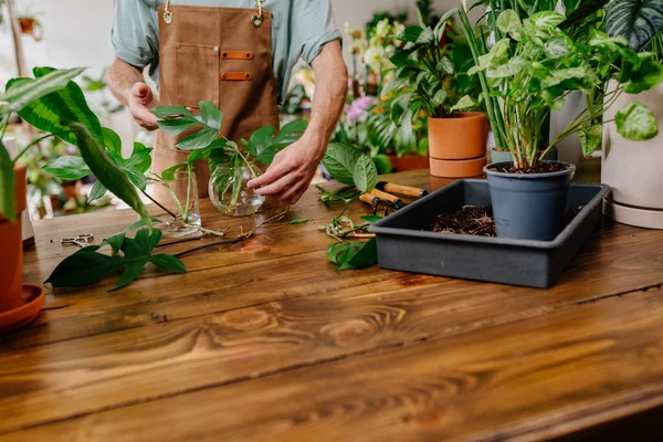 Sakallı genç adamın elleri cam bir vazoya su döker. Canavarımsı yaprakları olan deneyimli bir çiçekçi bitki saksılarının önünde.