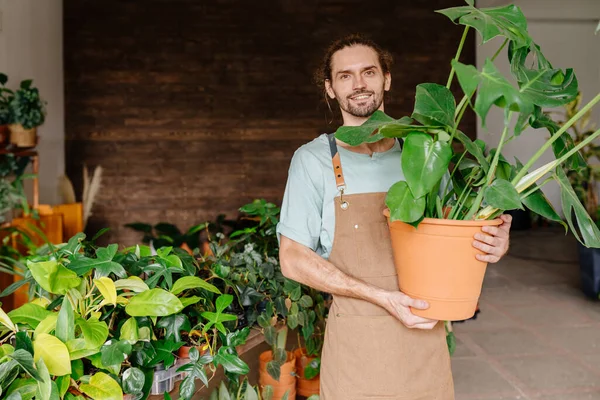 Portrait of beard man florist gardener holding monstera in big pot in flower shop. Small business entrepreneur.
