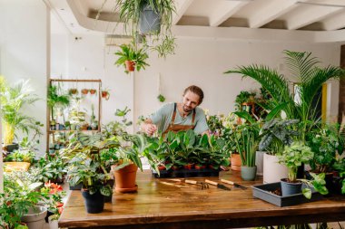 Yakışıklı bir erkek işyeri sahibi çiçekçi dükkanında çiçekçilik yapıyor, bahçeyle uğraşıyor. İş, insan ve ev bitkileri kavramı.