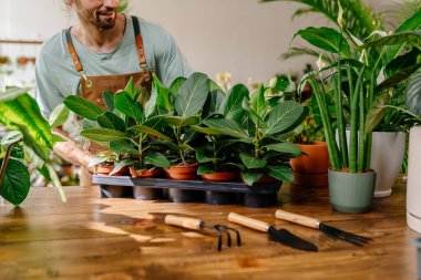 Çiçekçilik ve insan konsepti. Sakin bir atölyedeki yakışıklı adam çiçekçi dükkanında ev bitkileri, hobi işi mutluluk ve bakım konsepti.