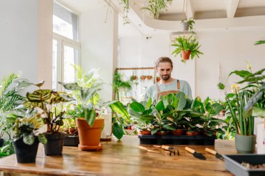 Tatmin olmuş yakışıklı bir adam bitkilerin durumunu hayranlıkla seyrediyor ve kontrol ediyor. Dekoratif fabrikasında satılıyor. Evde yeşillik var. Bitki sevgisi. Kapalı bir bahçe..