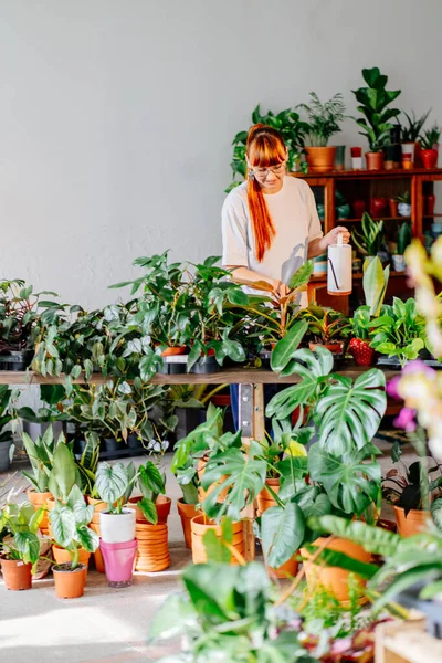Home gardening, love of plants and care. Small business. Florist red haired woman in glasses holding a plant at pot. Home gardening, love of plants and care. Small business.