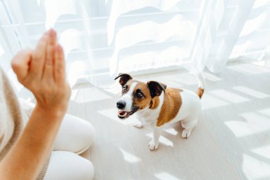 Muhteşem safkan Jack Russell köpeği evinde yerde birlikte oturan tanınmayan bayan sahibinden maçın keyfini çıkarıyor. Dostluk hayvanı ve insan yaşam tarzı konsepti.