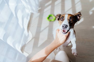 Aktif enerjik bir köpek Jack Russell kameraya bakar ve yerde oturan tanınmayan sahibiyle oynar. Dostluk hayvanı ve insan yaşam tarzı konsepti.