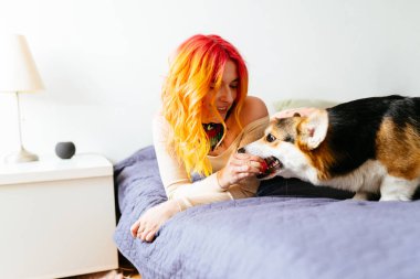 Kızıl saçlı bir kadın evdeki yatakta bir köpeği okşuyor. Top oynayan Corgi köpeği..