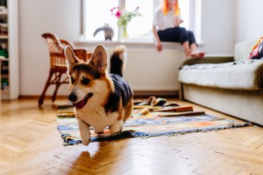 Parlak oturma odasında renkli halıda koşuşturan enerjik Corgi. Arka planda canlı saçları olan yetişkin bir kadın pencere kenarında oturur. Neşeli bir evcil hayvan ve rahatlatıcı bir ev hayvanı. Hayat dolu evin atmosferi