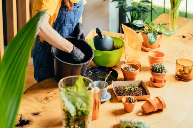 Üst taraf, tanınmayan ev hanımı ev içlerindeki modern ahşap masa üzerine kaktüs, bitki nakli için özel toprak hazırlıyor..