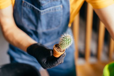 Elleri tanınmayan ev hanımı, ev içi modern ahşap masa üzerinde daha büyük bir çömlek içinde, küçük kaktüs olan bitkileri nakletmeye hazırlanıyor..