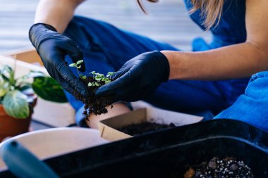 Tanınmayan bir kadın, eldivenli elleri tutuyor ve filizlenen fesleğenleri naklediyor. Tohumlardan evdeki terasta kil bir çömleğe dönüşüyorlar..
