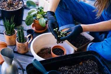 Tanınmayan bir kadın, eldivenli elleri tutuyor ve filizlenen fesleğenleri naklediyor. Tohumlardan evdeki terasta kil bir çömleğe dönüşüyorlar..