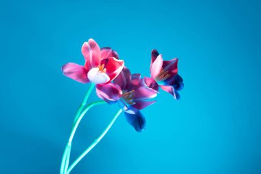 Bold pink tulips illuminated under striking cyan light, perfect for beauty, skincare, or wellness campaigns. Modern, refreshing contrast between natural petals and cool blue background.