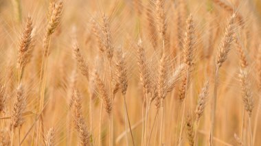 altın buğday alan arka plan