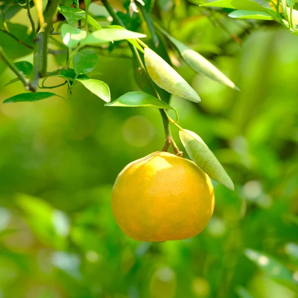 Mandarin Fán Zöld Levelekkel Stock Kép