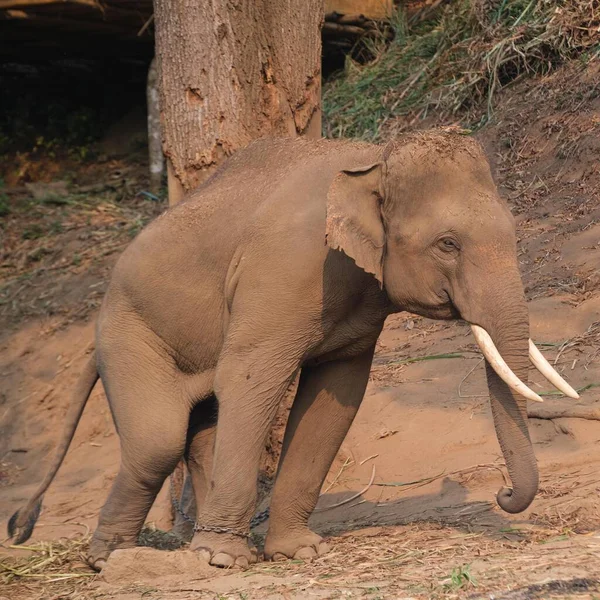 Ein Elefant Zoo — Stockfoto