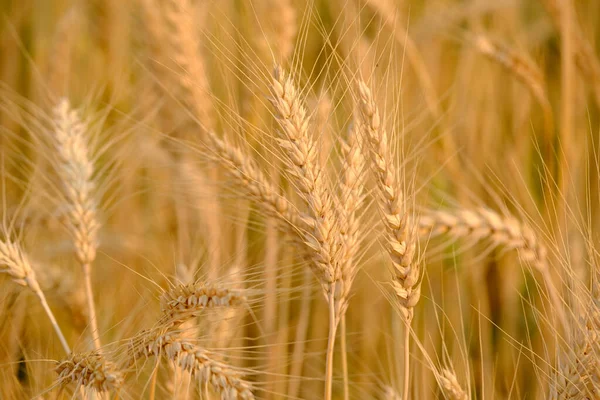 Beautiful Gold Wheat Field Background — Stock Photo, Image