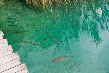 Hırvatistan 'ın Plitvice Gölleri Ulusal Parkı' ndaki gölde alabalıklar