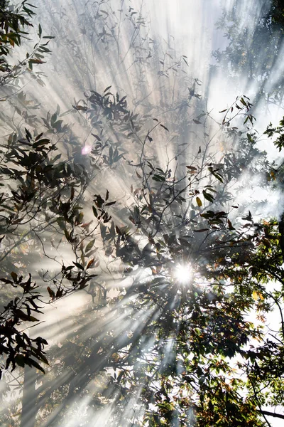 Photographic Documentation Effect Sun Rays Passing Smoke Forest Fire — Stock Photo, Image
