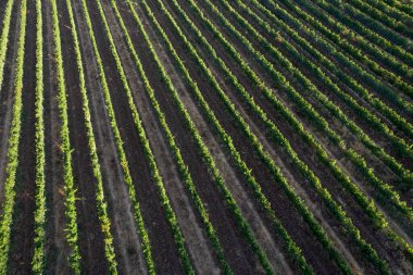 Toskana İtalya 'daki bir üzüm bağının sıralarının hava fotoğrafları. 