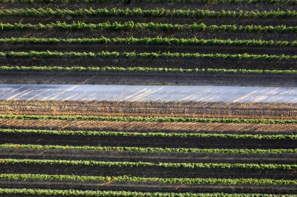 Documentação Fotográfica Aérea Das Linhas Uma Vinha Toscana Itália — Fotografia de Stock